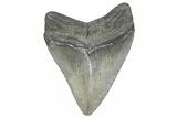 , Fossil Megalodon Tooth - Georgia #338735-1